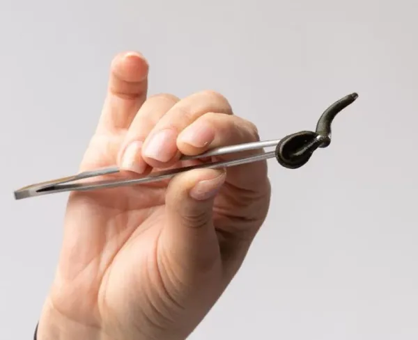 Pijawka lekarska - Hirudoterapia